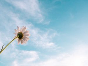 A lone flower in Heaven.